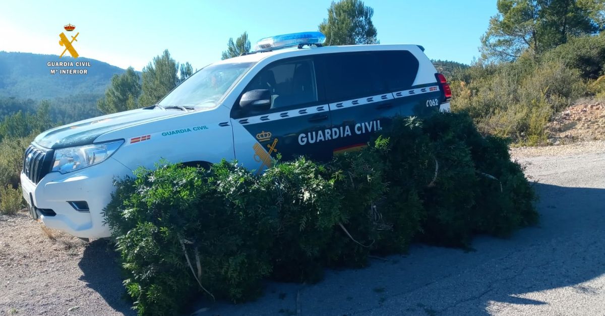 El Seprona tramita diverses denncies per la recollecci de ms de mitja tona de llentiscle al Perell i lAmpolla