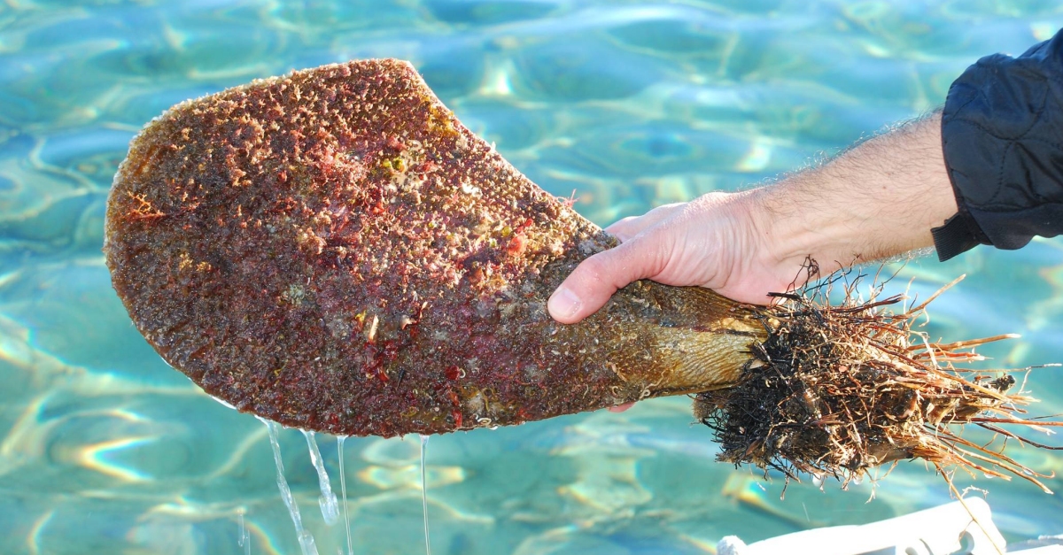 L’IRTA i la Universitat d’Alacant faran un cens real de les poblacions de nacres al delta de l’Ebre i el Mar Menor
