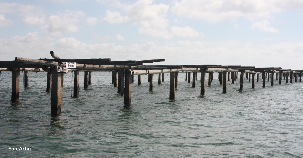 L’IRTA de la Rpita incorpora un cromatgraf de precisi per identificar noves toxines i contaminants en bivalves