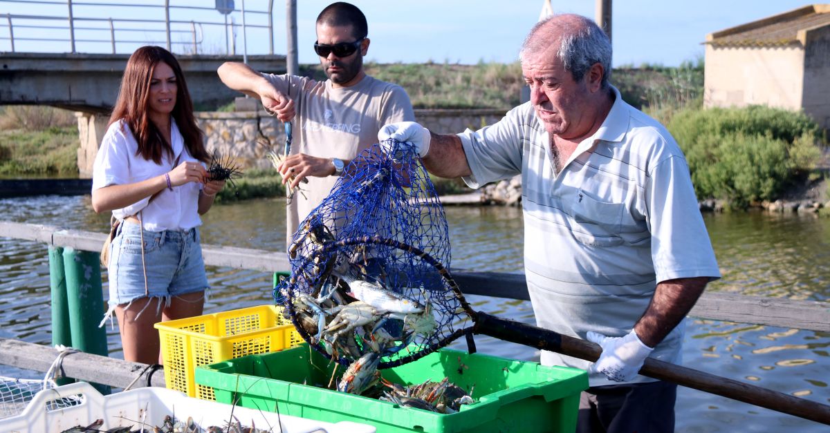 L&rsquo;IRTA etiqueta 500 crancs blaus per con�ixer els patrons de mobilitat de l&rsquo;esp�cie al delta de l&rsquo;Ebre