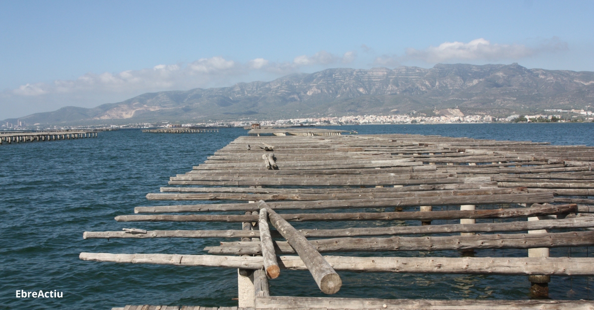 L’IRTA de la Rpita investiga la resistncia antibitica en les ostres | EbreActiu.cat, revista digital d’oci actiu | Terres de l’Ebre ...