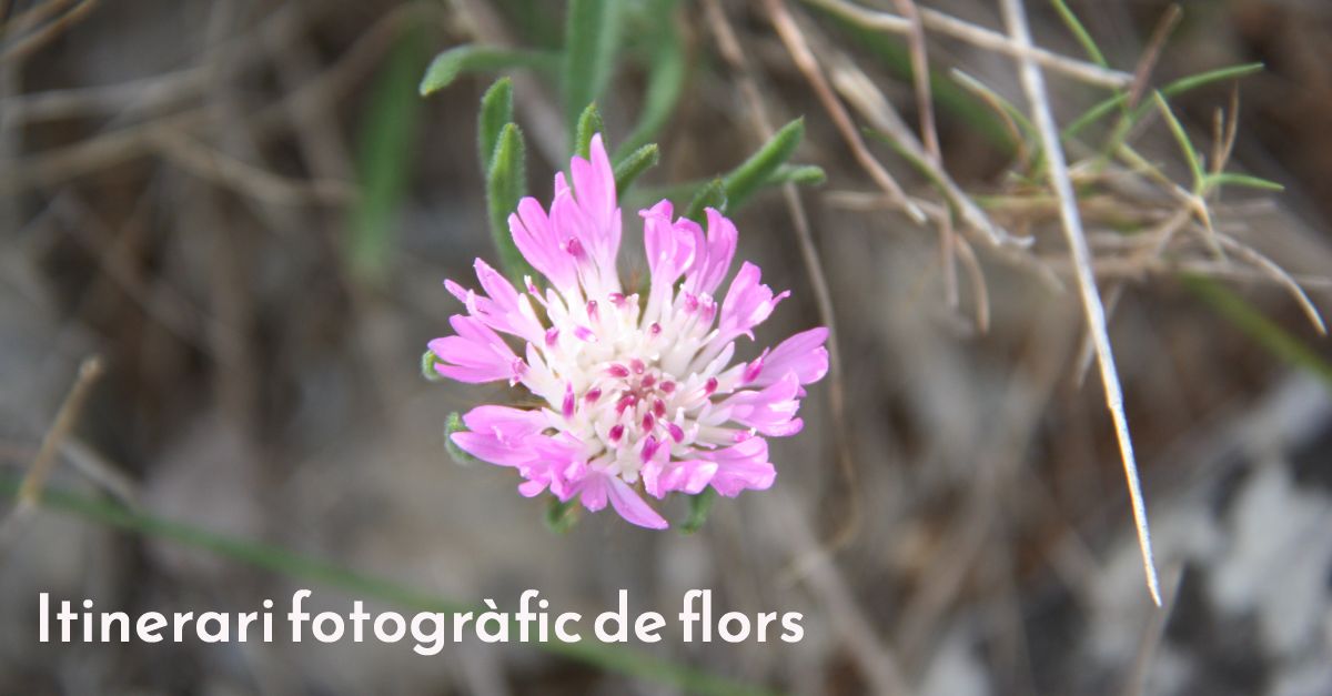 Taller gratu�t de fotografia de flora amb Ferran Aguilar