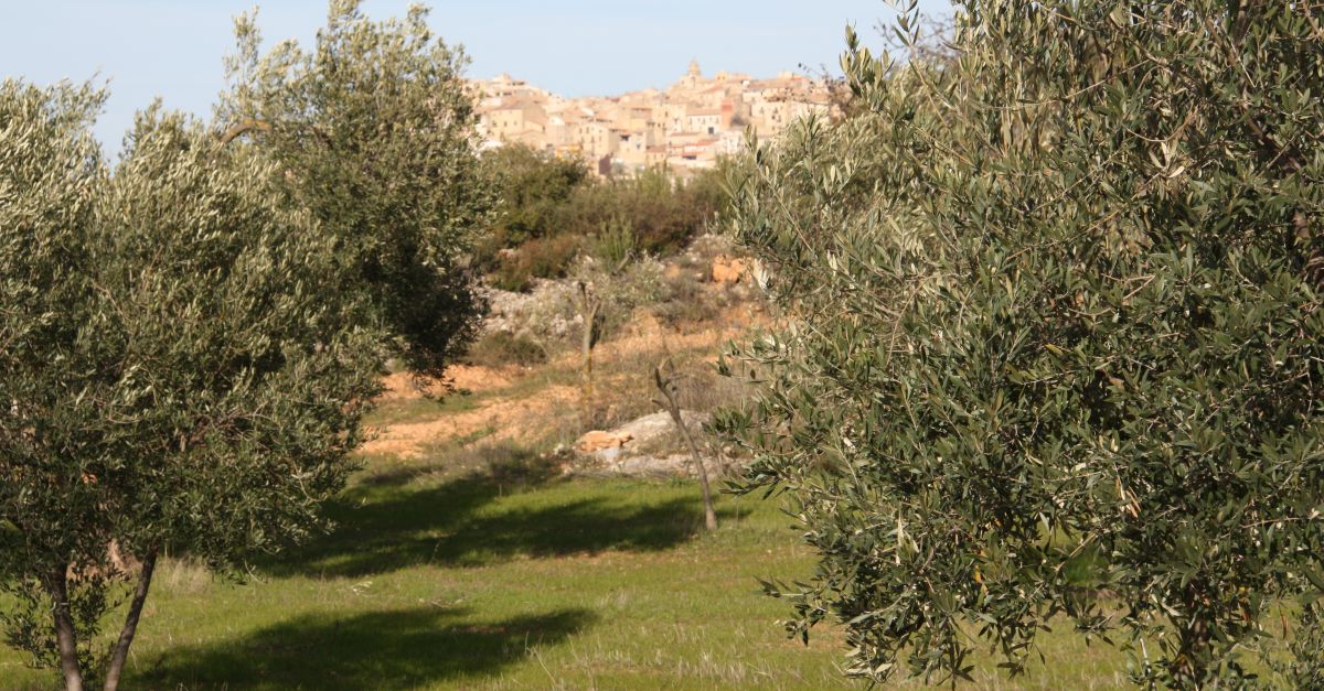 El Consell Comarcal de la Terra Alta organitza unes jornades tcniques professionals del sector olecola de la comarca