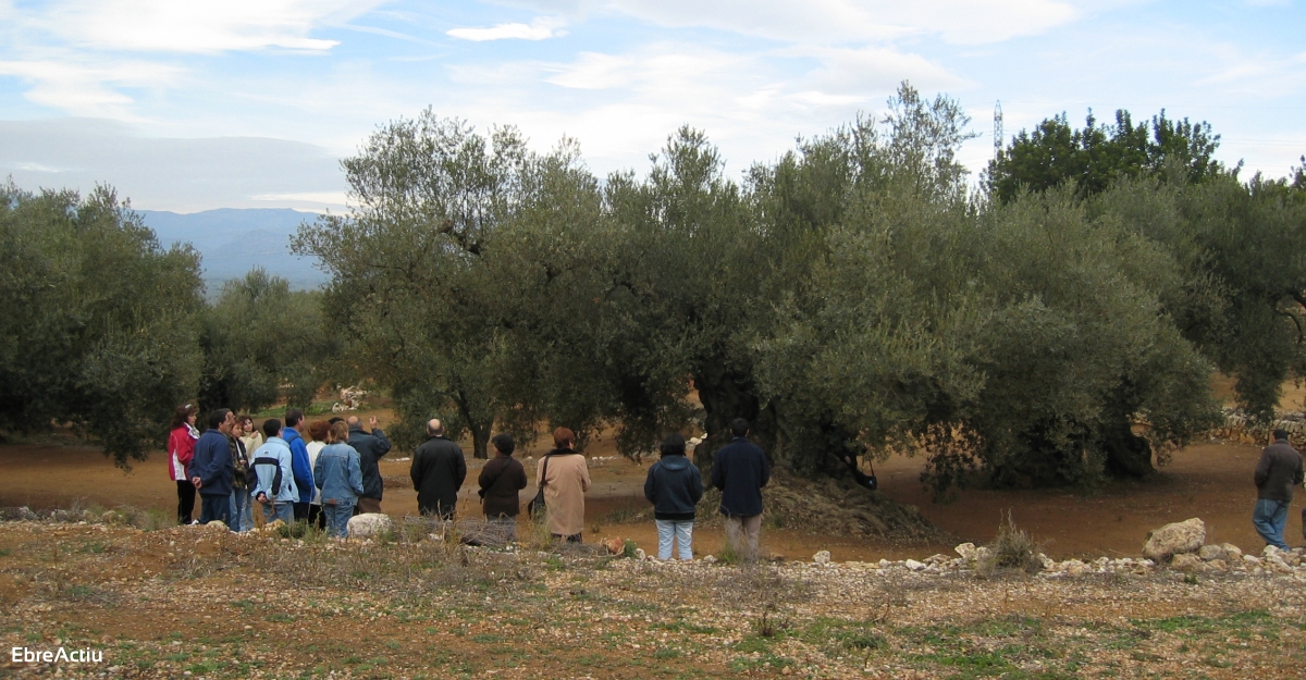 La 3a Jornada d’Iniciatives Oleoturstiques de Catalunya se celebrar en format virtual | EbreActiu.cat, revista digital d’oci actiu | Terres de l’Ebre ...