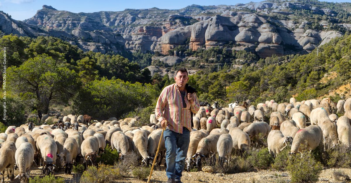Transhumncia i ramaderia extensiva: patrimoni natural i cultural