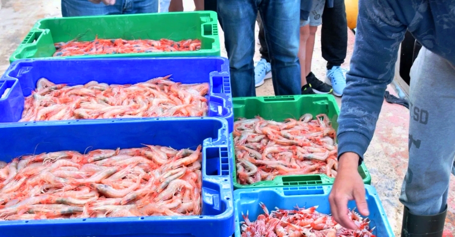 La Mar de Vinars, jornada de portes obertes de turisme pesquer a la llotja del Port de Vinars