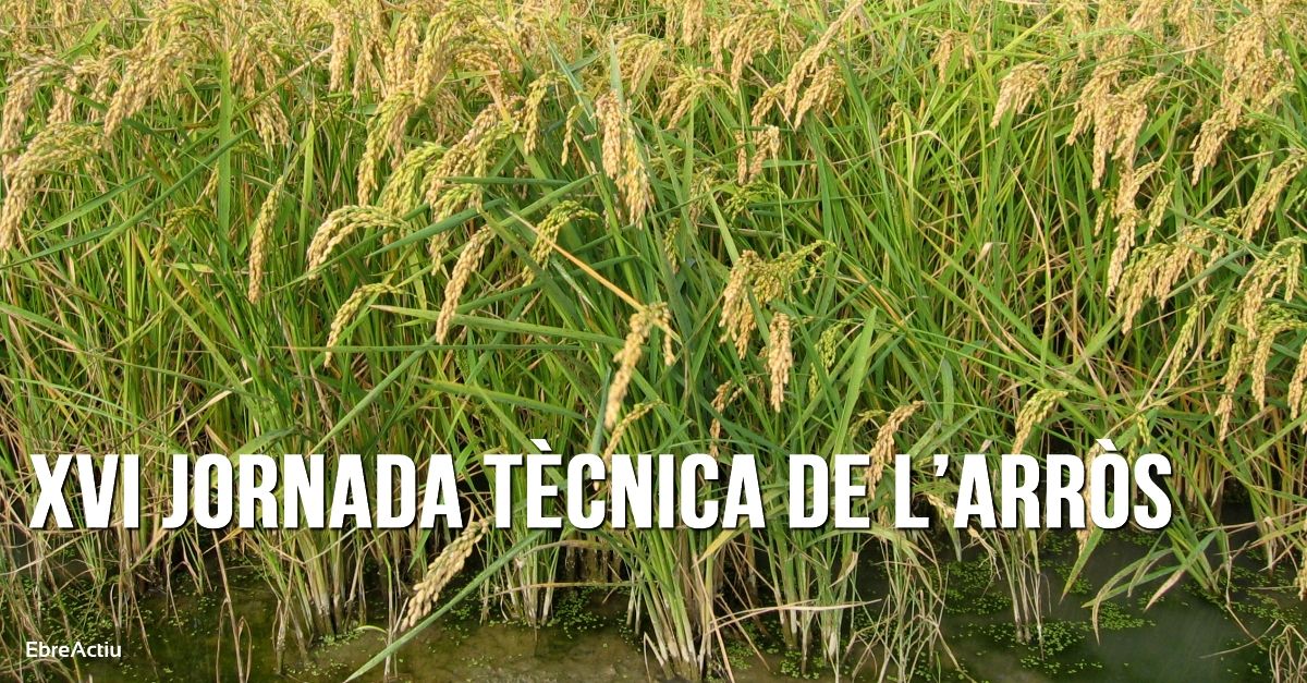 XVI Jornada tècnica de l’arròs XVI Jornada tècnica de l’arròs
