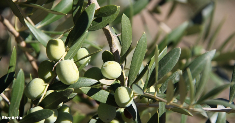 Jornada tècnica sobre l’olivicultura | EbreActiu.cat, revista digital d’oci actiu | Terres de l’Ebre ... Jornada tècnica sobre l’olivicultura | EbreActiu.cat, revista digital d’oci actiu | Terres de l’Ebre ...