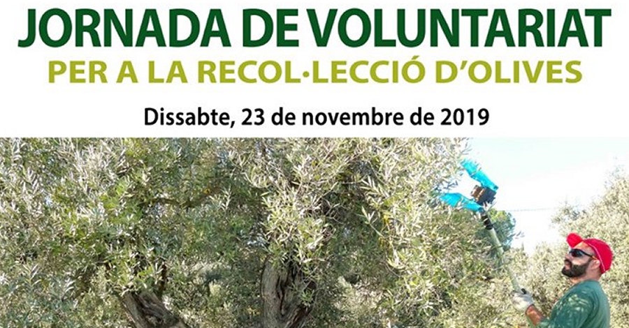 Jornada de voluntariat per a la recol�lecci� d�olives