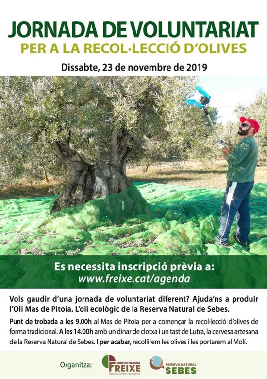 Jornada de voluntariat per a la recol�lecci� d�olives