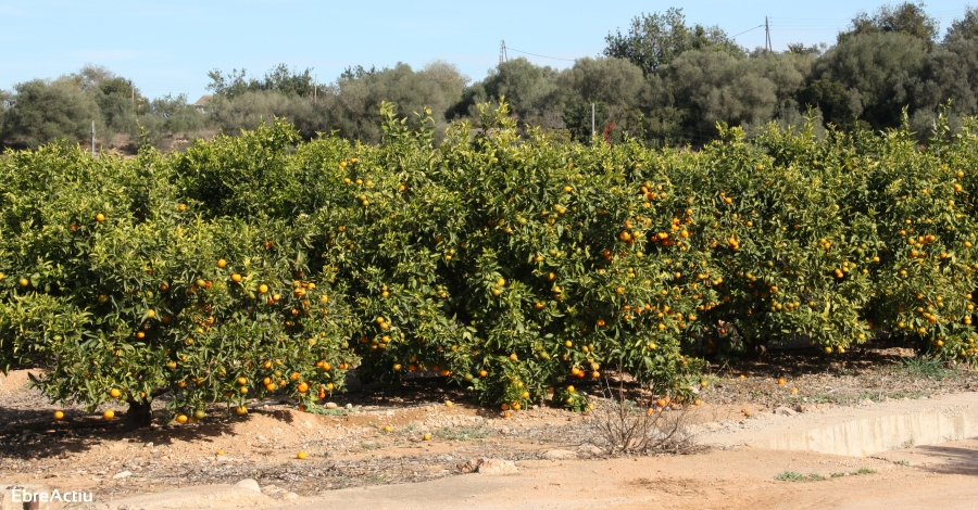 XXVI Jornades citr�coles d&rsquo;Alcanar