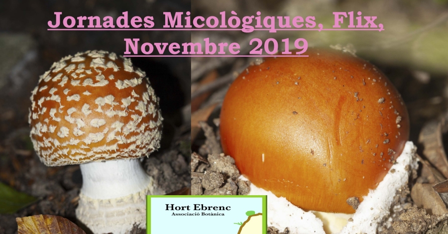 Jornadas Micol�giques Flix