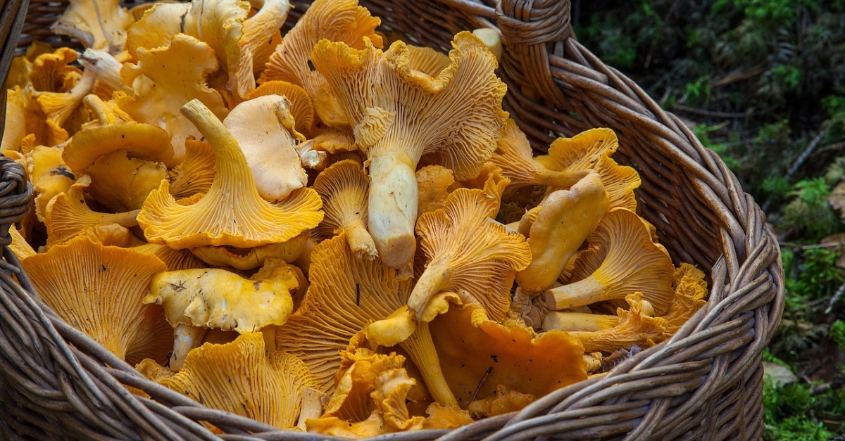 La Snia acull les XXI Jornades Micolgiques de les Terres de l’Ebre, 8 i 9 de novembre | EbreActiu.cat, revista digital d’oci actiu | Terres de l’Ebre ...