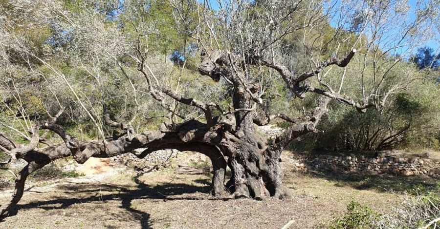 Campredó ajorna les Jornades de Patrimoni | EbreActiu.cat, revista digital d’oci actiu | Terres de l’Ebre ... Campredó ajorna les Jornades de Patrimoni | EbreActiu.cat, revista digital d’oci actiu | Terres de l’Ebre ...