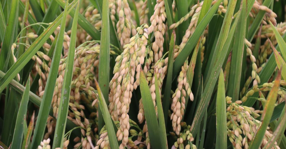 Les varietats JSendra, guara i olesa sincorporen a la DOP Arrs del Delta de lEbre