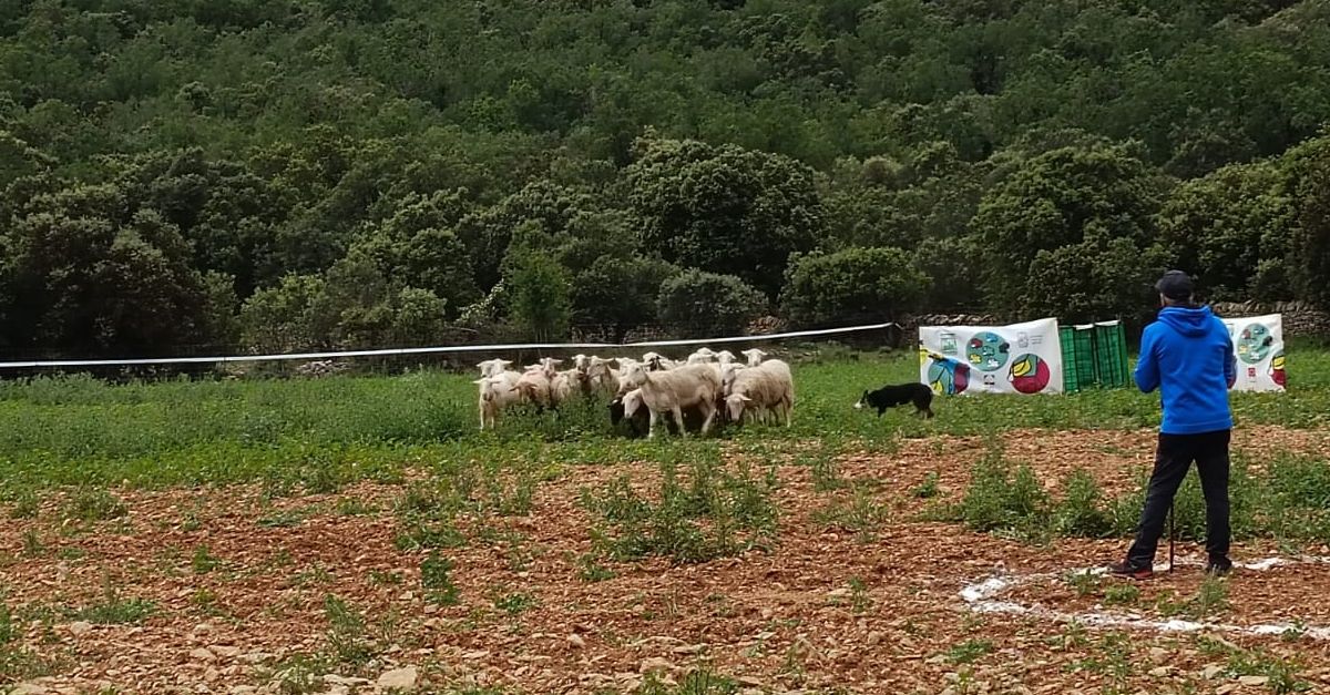 Juli Bayot guanya el XVI Concurs de Gossos de Rabera