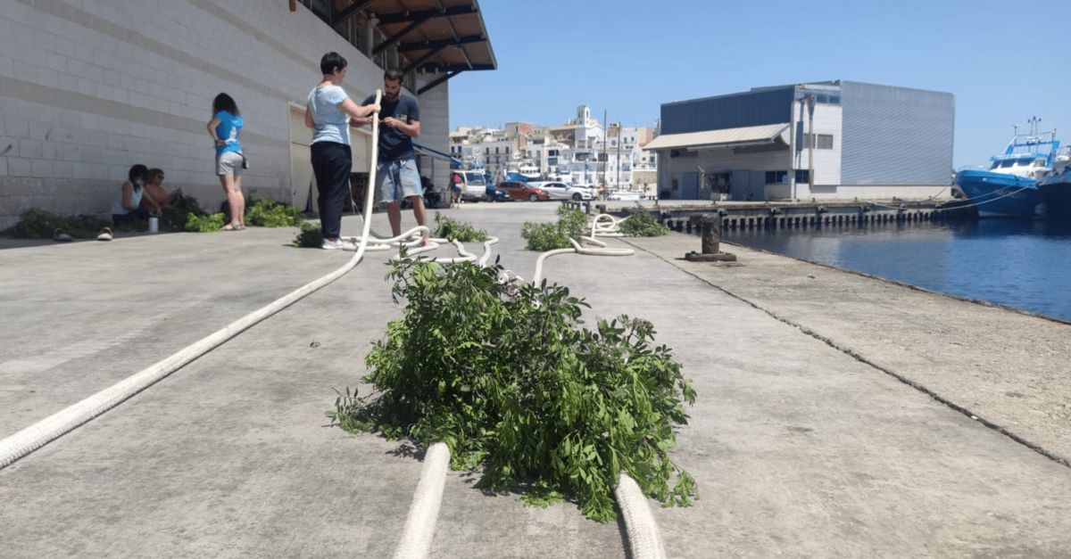 La Confraria de Pescadors de l’Ametlla de Mar i Plncton Diving posen en marxa una prova pilot d’installaci de sepieres | EbreActiu.cat, revista digital d’oci actiu | Terres de l’Ebre ...