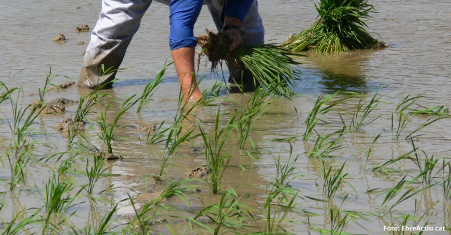 La Rpita celebra aquest dissabte la I Festa de la Plantada