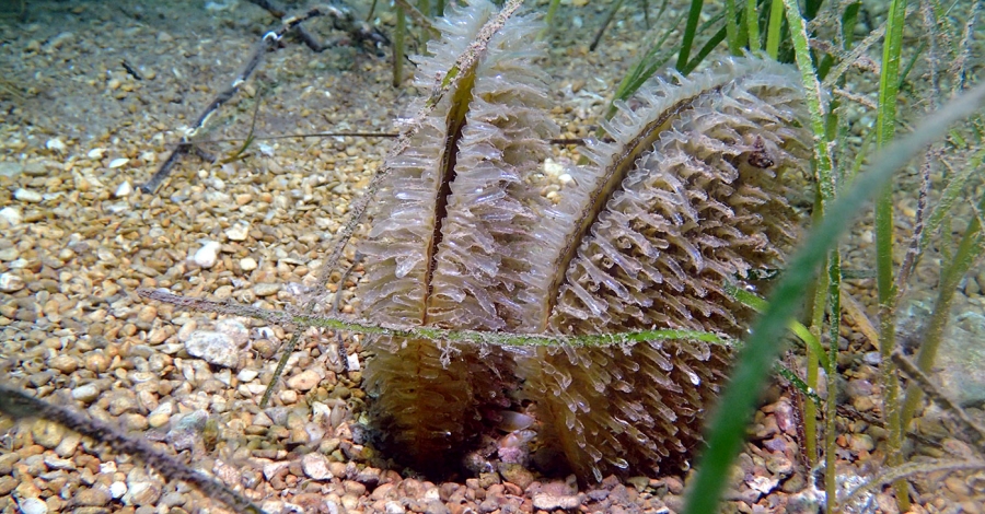 La Ràpita engega una campanya de divulgació i protecció de les nacres | EbreActiu.cat, revista digital d’oci actiu | Terres de l’Ebre ... La Ràpita engega una campanya de divulgació i protecció de les nacres | EbreActiu.cat, revista digital d’oci actiu | Terres de l’Ebre ...