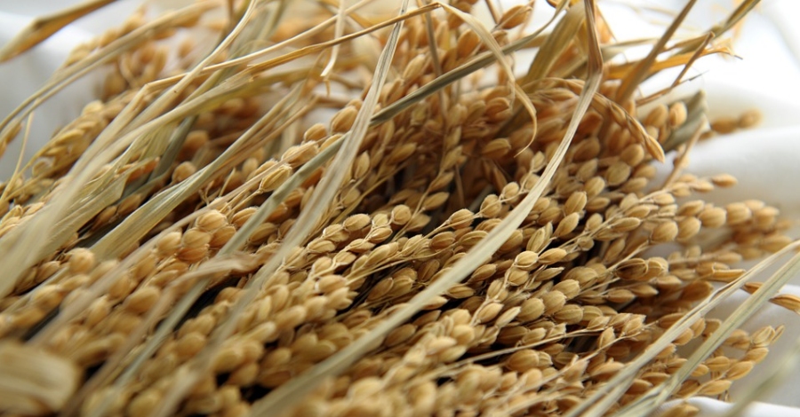 La Ràpita celebra la I Fiesta de la Siega en el Centro de Interpretación del Cultivo del Arroz | EbreActiu.cat, revista digital de ocio activo | Terres de l’Ebre... La Ràpita celebra la I Fiesta de la Siega en el Centro de Interpretación del Cultivo del Arroz | EbreActiu.cat, revista digital de ocio activo | Terres de l’Ebre...