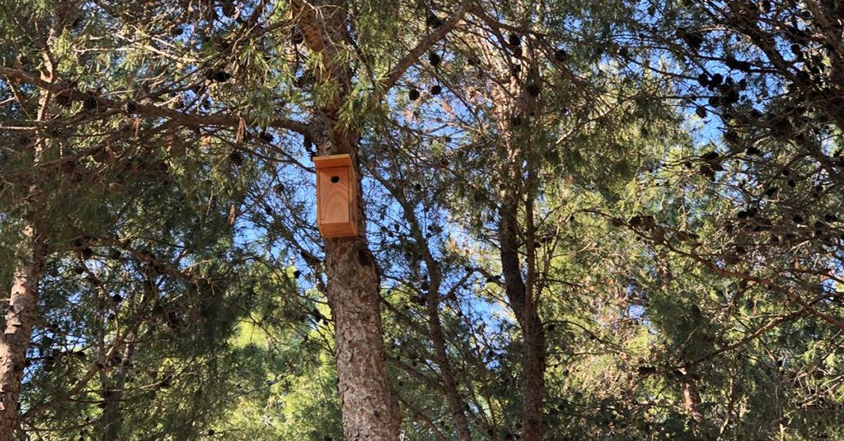 La Rpita installa caixes niu i caixes refugi a diferents punts del municipi