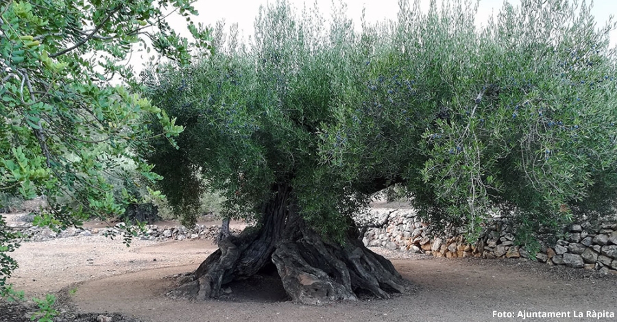 La Rpita protegeix set oliveres com a arbres dinters local