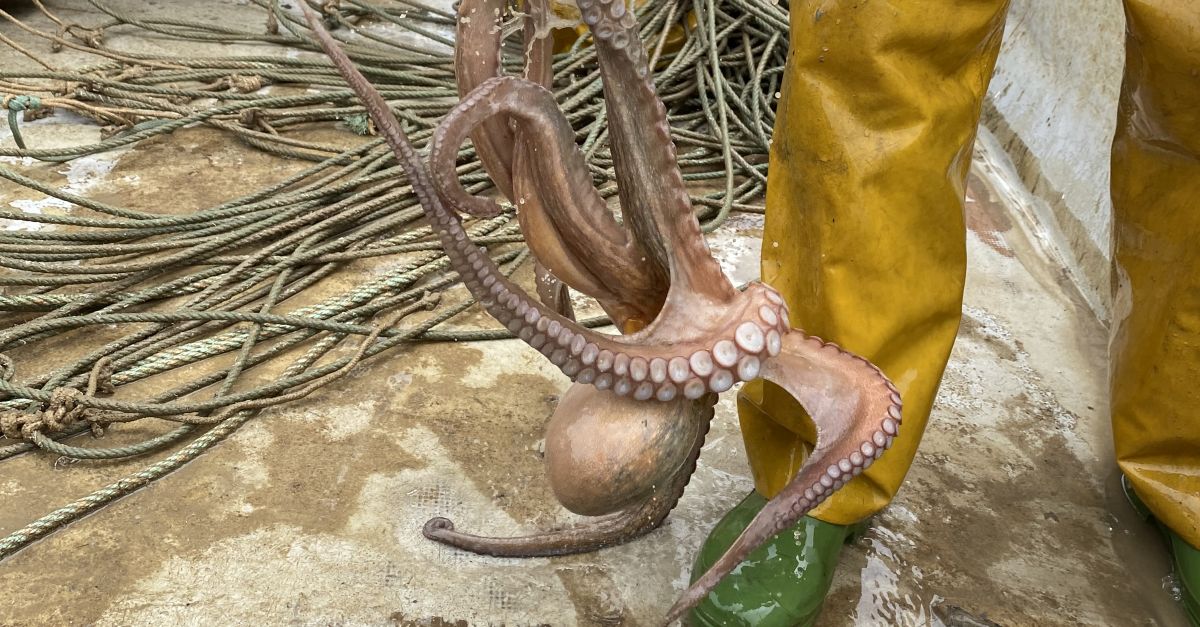 La veda biolgica del pop roquer sestn per primera vegada a la totalitat del litoral de Catalunya
