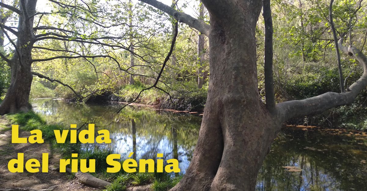 La vida del riu Sénia La vida del riu Sénia