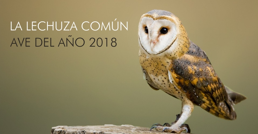 La lechuza comn es el Ave del Ao 2018
