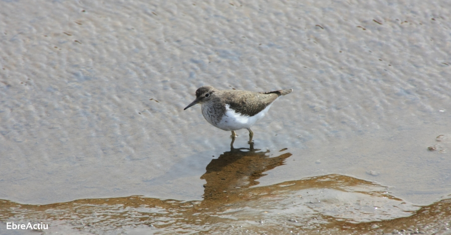 Les aus del Delta de l�Ebre