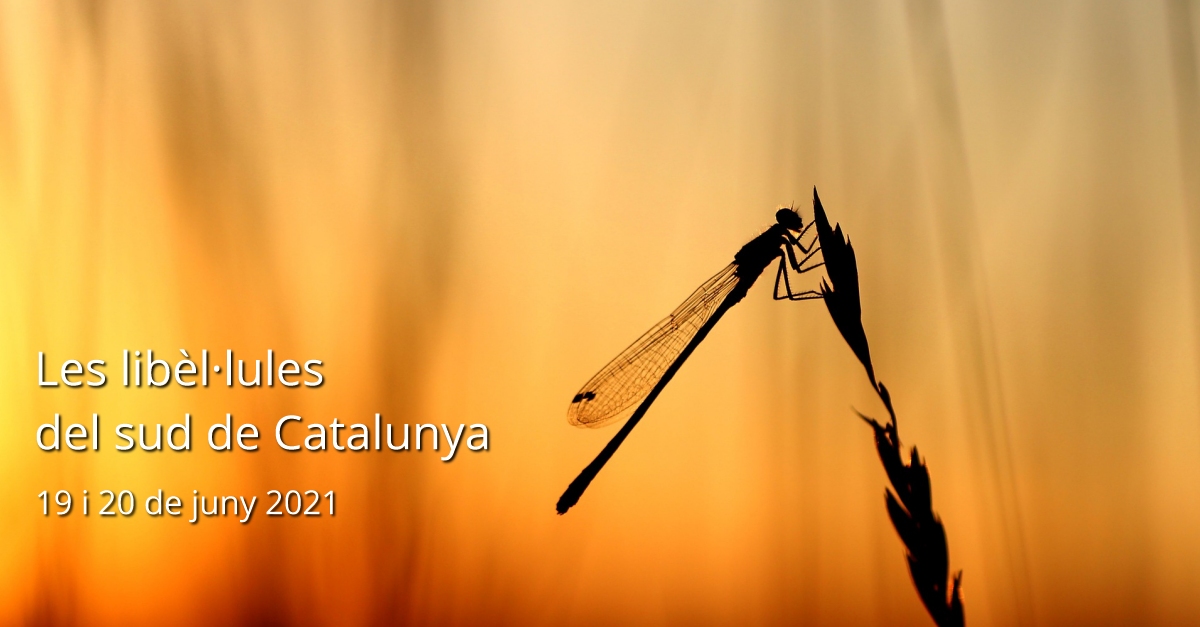 Curs: Les libèl·lules del sud de Catalunya Curs: Les libèl·lules del sud de Catalunya