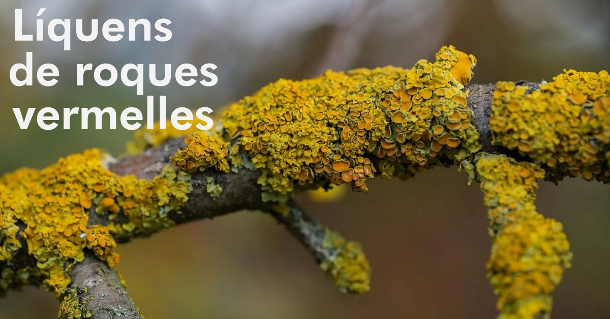 L�quenes de rocas rojas