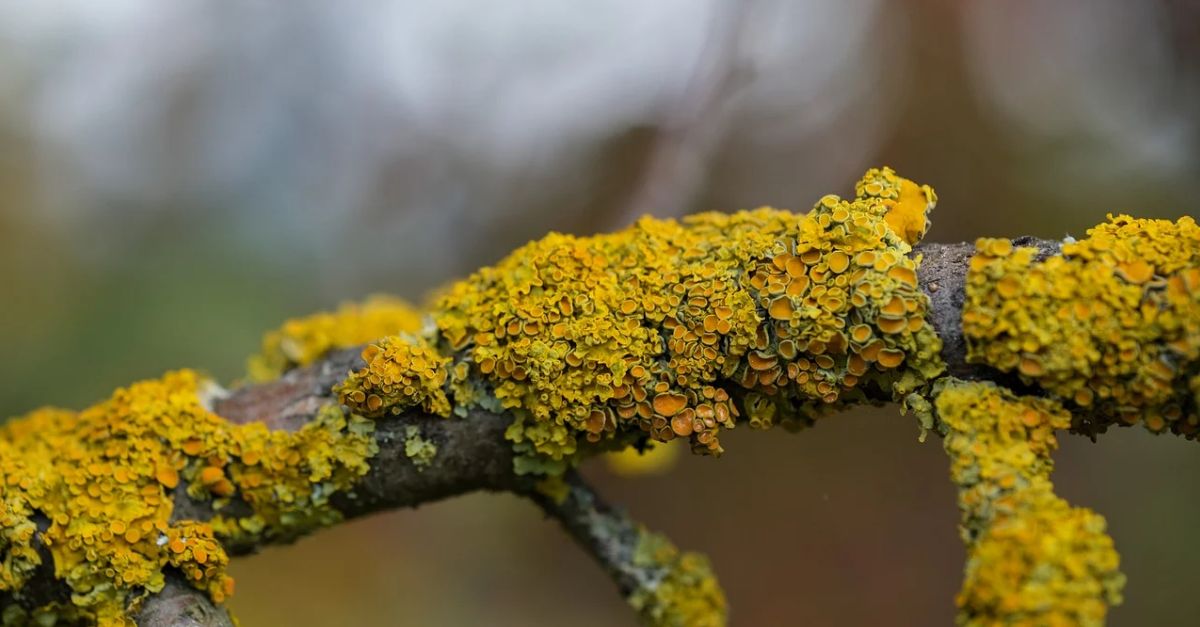 Los l�quenes de San Juan