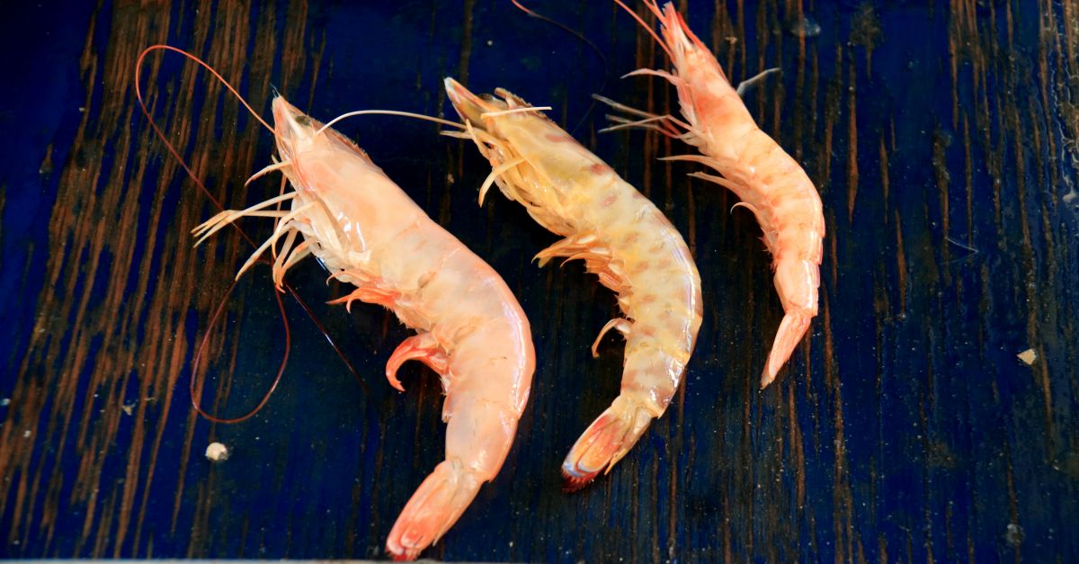 El llagost caf, una nova espcie invasora, es pesca al delta de lEbre des de fa mesos