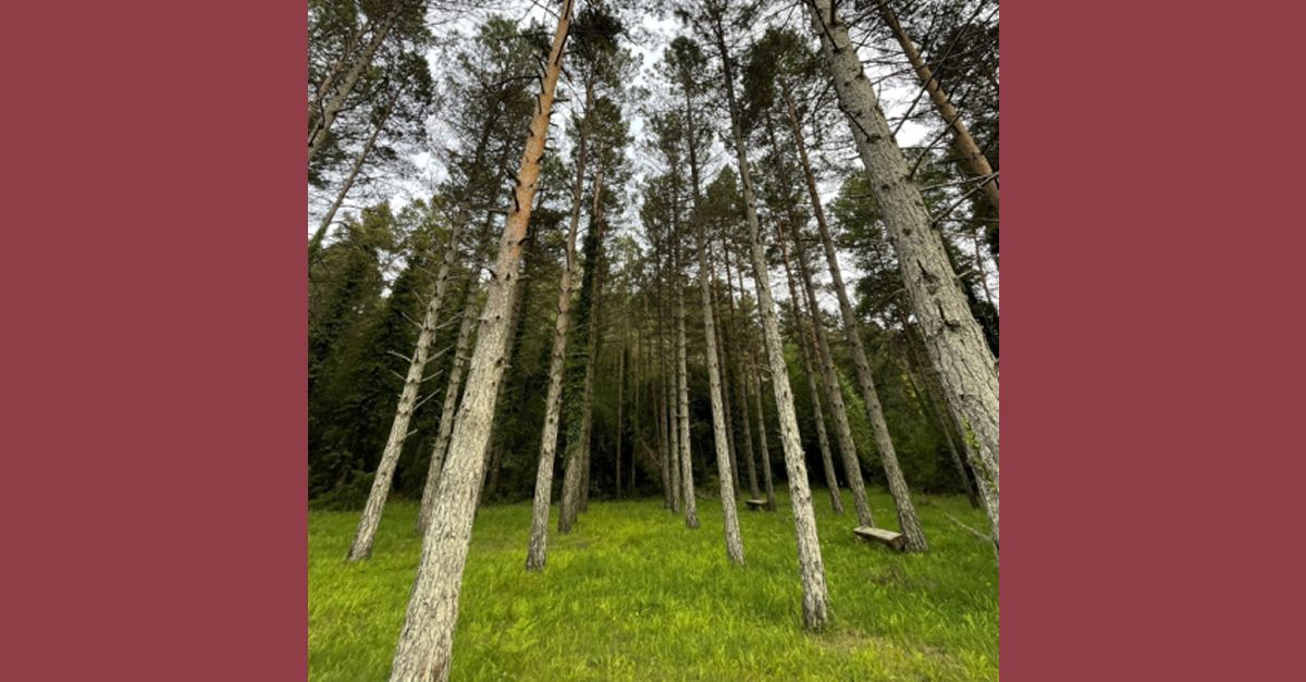 Llegint el paisatge. Senderisme interpretatiu per l´area de la Cova Avellanes Llegint el paisatge. Senderisme interpretatiu per l´area de la Cova Avellanes