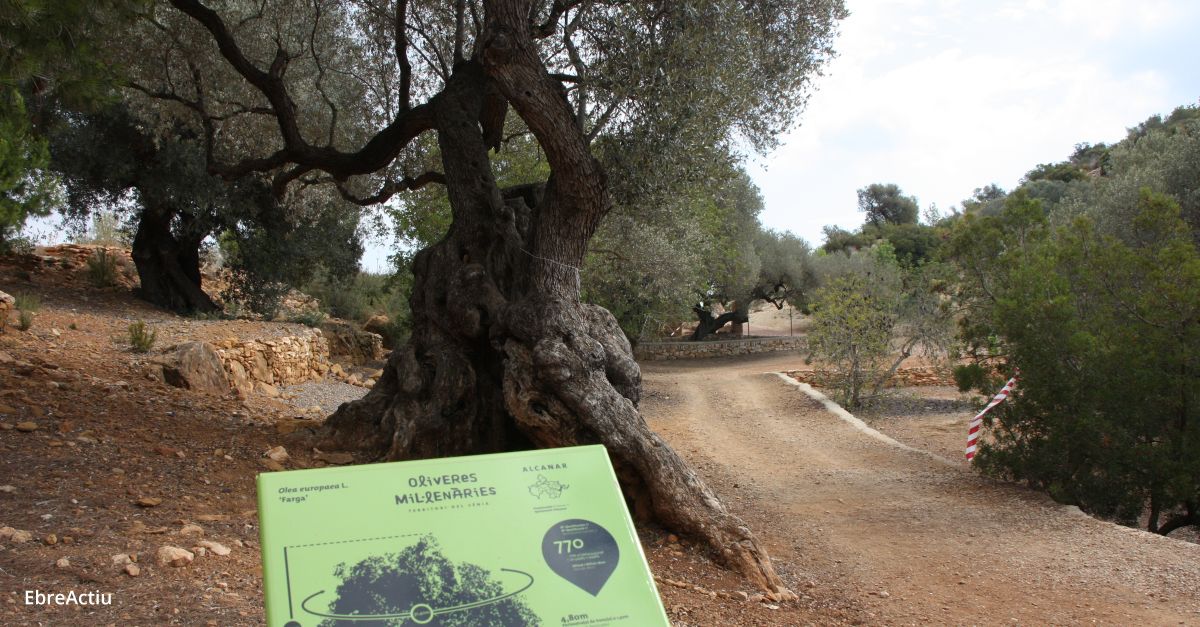 La Mancomunitat de la Taula del Snia constata que la llei catalana ha frenat l’arrencada de les oliveres millenries
