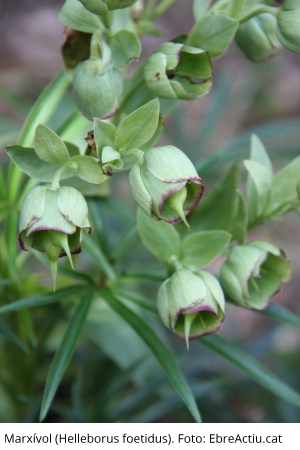 �Plantes del Port II. Mates i plantes herb�cies angiospermes dicotiled�nies� | EbreActiu.cat, revista digital d&rsquo;oci actiu | Terres de l&rsquo;Ebre ...