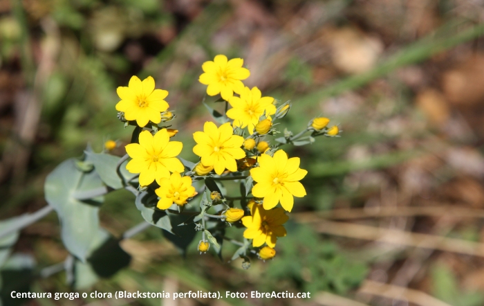 �Plantes del Port II. Mates i plantes herb�cies angiospermes dicotiled�nies� | EbreActiu.cat, revista digital d&rsquo;oci actiu | Terres de l&rsquo;Ebre ...
