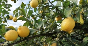 Montsi�: C�trics Km 0