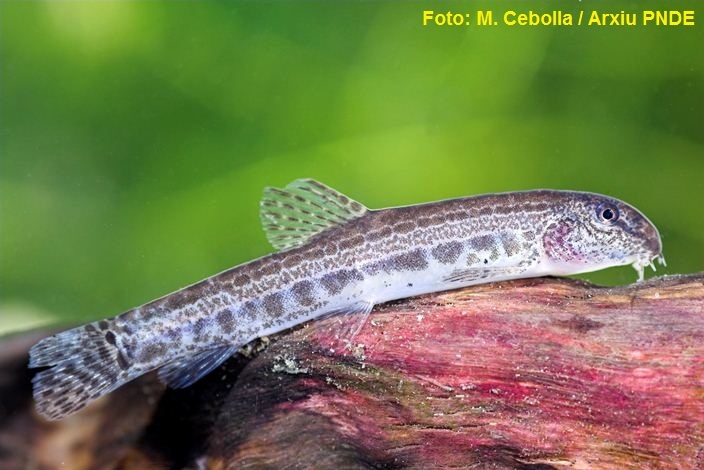Alliberament de 2.000 samarucs i 1.500 llopets de riu al Parc Natural del Delta de l’Ebre | EbreActiu.cat, revista digital d’oci actiu | Terres de l’Ebre ... Alliberament de 2.000 samarucs i 1.500 llopets de riu al Parc Natural del Delta de l’Ebre | EbreActiu.cat, revista digital d’oci actiu | Terres de l’Ebre ...