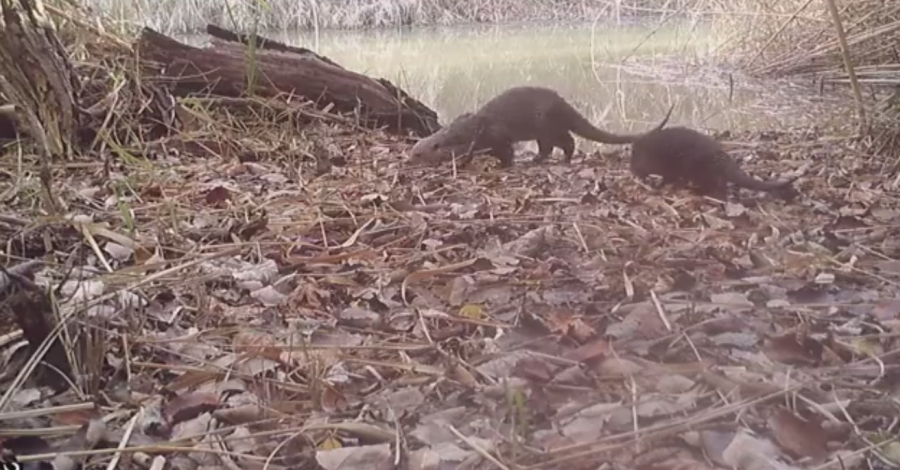 Les lldrigues crien a la Reserva Natural de Sebes, a Flix