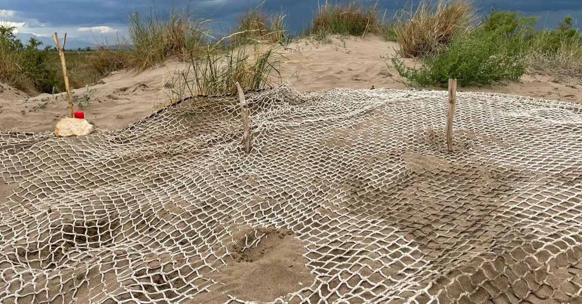 Localitzen al delta de lEbre el primer niu de tortugues careta de la temporada de la costa catalana
