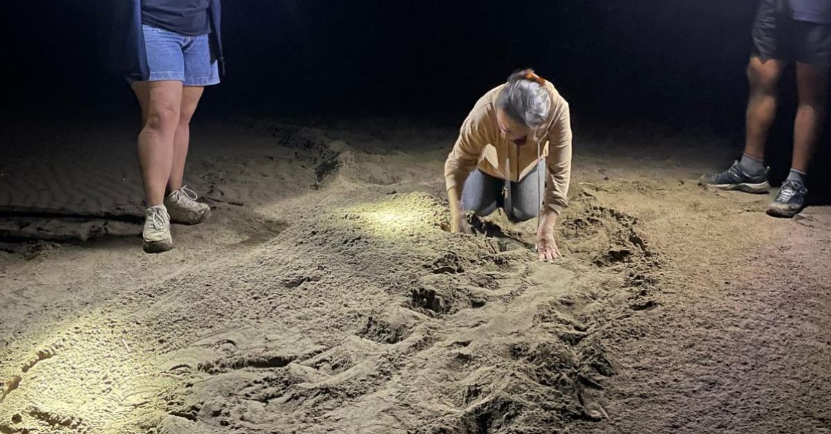 Localitzen un niu ms de tortuga careta al delta de lEbre