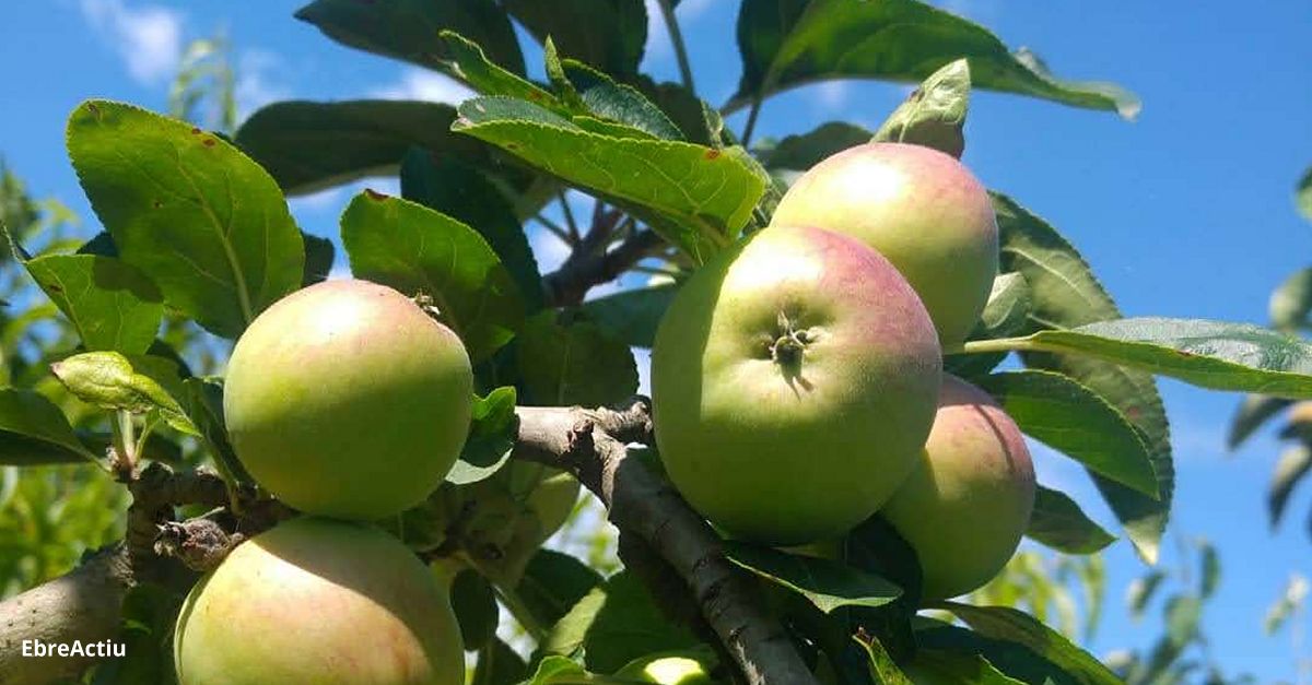Acci Climtica aposta per la conservaci de les varietats locals agrcoles