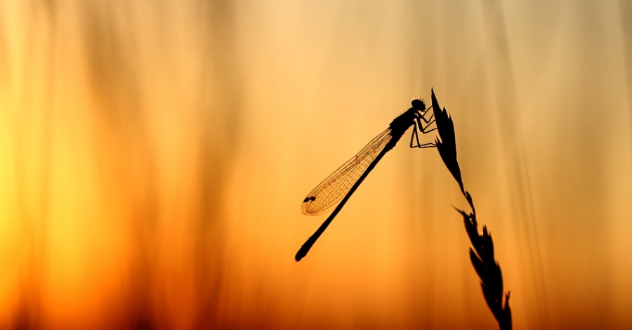 La Macromia dels Ports La Macromia dels Ports