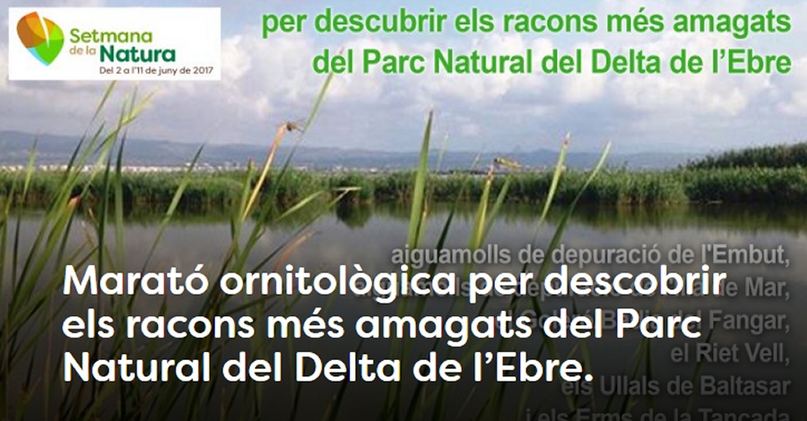 Marató ornitològica per descobrir els racons més amagats del Parc Natural del Delta de l’Ebre Marató ornitològica per descobrir els racons més amagats del Parc Natural del Delta de l’Ebre
