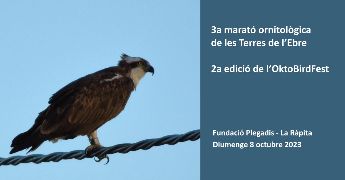 3a Marat�n ornitol�gica de les Terres de l�Ebre y 2a edici�n del OktoBirdFest