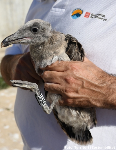 La Generalitat inicia la campanya de marcatge de la poblaci� de gavina corsa | EbreActiu.cat, revista digital d&rsquo;oci actiu | Terres de l&rsquo;Ebre ...