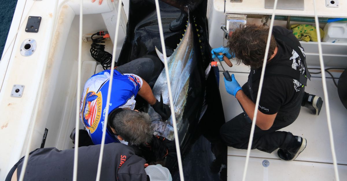 Un grup dinvestigadors francesos marca tonyines a lAmetlla de Mar per estudiar lespcie i les seves migracions