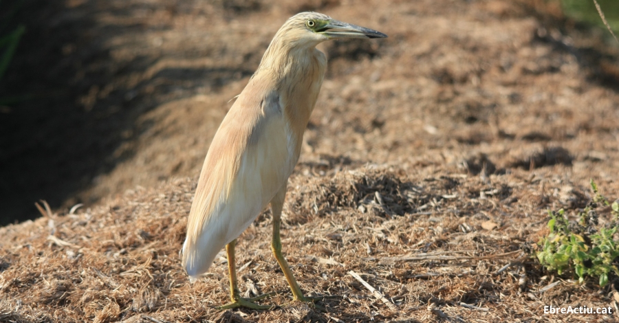 Disminueix la poblaci� hivernal d&rsquo;ocells aqu�tics al Parc Natural del Delta de l&rsquo;Ebre | EbreActiu.cat, revista digital d&rsquo;oci actiu | Terres de l&rsquo;Ebre ...